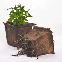 Miniatura 3 de Almaciguera