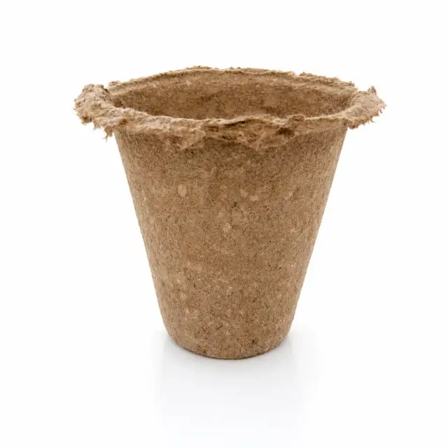 Olivo