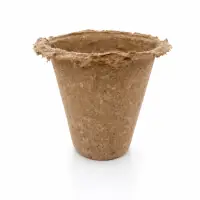 Miniatura 1 de Olivo