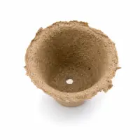 Miniatura 3 de Olivo