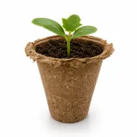 Miniatura 4 de Olivo